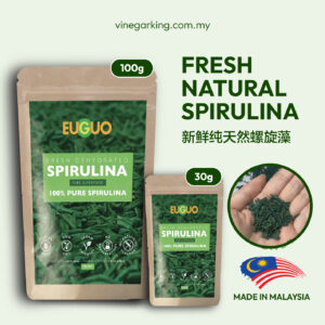 Pure Natural Fresh Spirulina / 纯天然螺旋藻