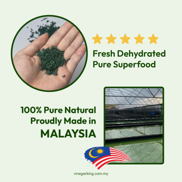 Pure Natural Fresh Spirulina / 纯天然螺旋藻 - Image 6