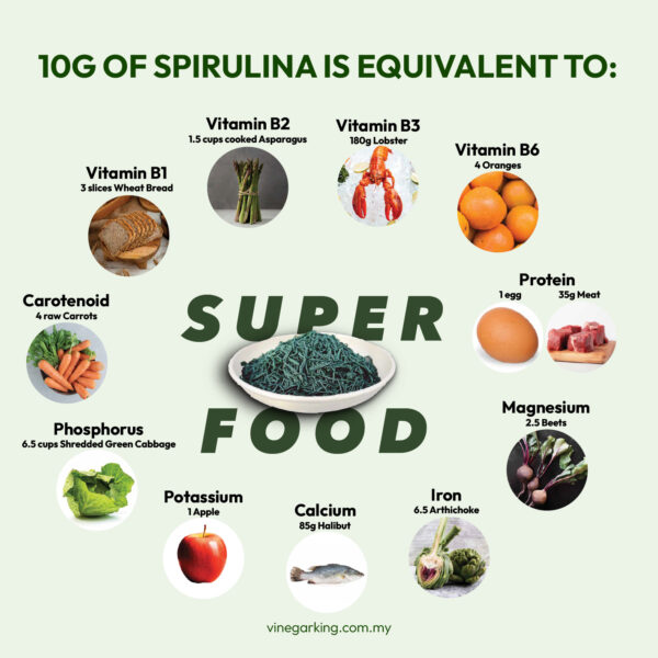 Pure Natural Fresh Spirulina / 纯天然螺旋藻 - Image 3