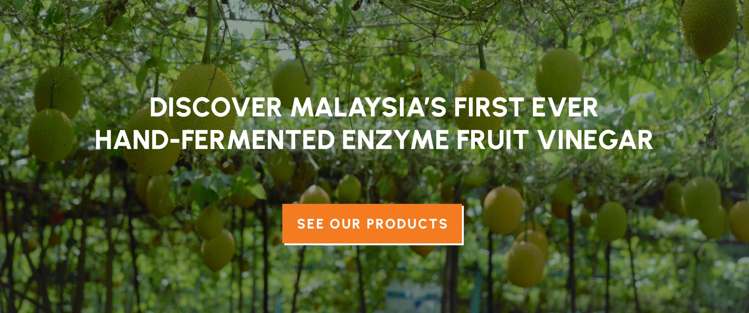 discover malaysia's first ever hand-fermented enzyme fruit vinegar