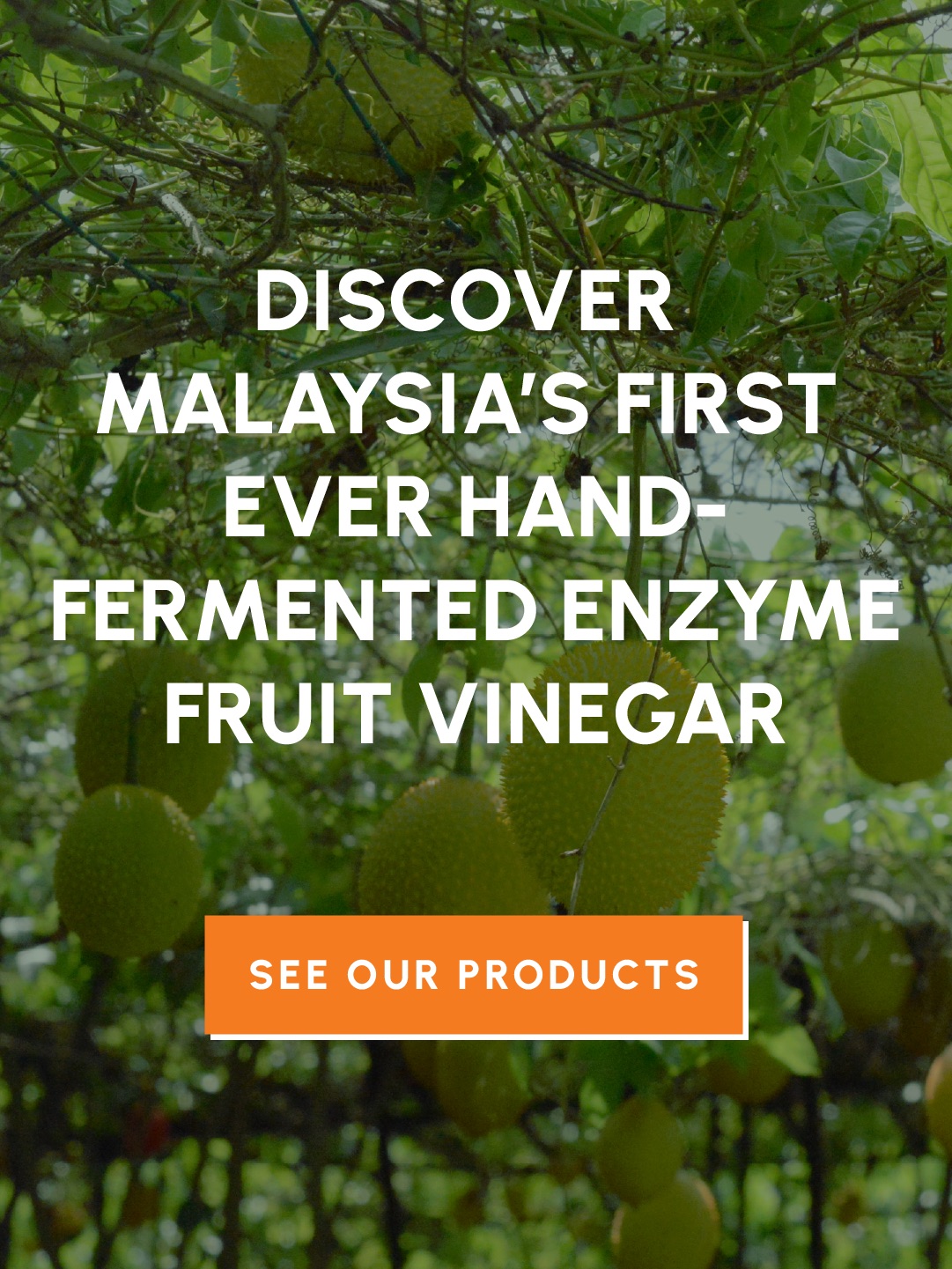 discover malaysia's first ever hand-fermented enzyme fruit vinegar